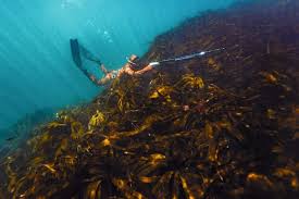 Image result for Apneists UK