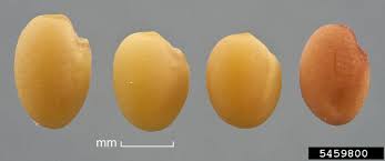 Attēlu rezultāti vaicājumam “Melilotus albus fruit”