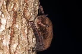 Attēlu rezultāti vaicājumam “Myotis daubentonii”