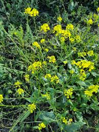 Attēlu rezultāti vaicājumam “Sinapis arvensis”