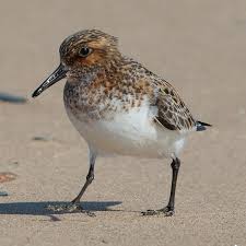 Attēlu rezultāti vaicājumam “Calidris alba adult”