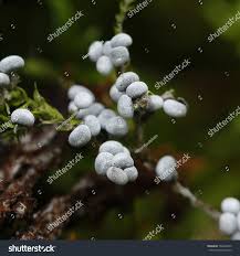 Attēlu rezultāti vaicājumam “Physarum cinereum macro”