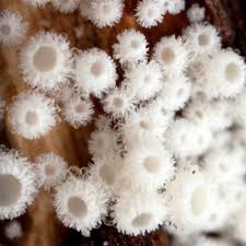 Attēlu rezultāti vaicājumam “Lachnum corticale”