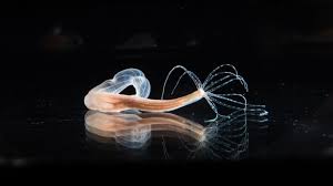 Image result for sea Anemone