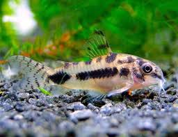 Image result for fish corydoras