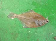 Image result for Limanda limanda