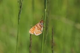 Attēlu rezultāti vaicājumam “Euphydrias aurinia”