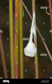 Attēlu rezultāti vaicājumam “Agroeca brunnea”