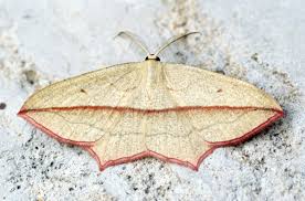 Attēlu rezultāti vaicājumam “Timandra comae”