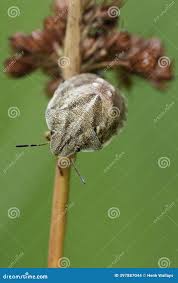 Attēlu rezultāti vaicājumam “Eurygaster testudinaria nymph”