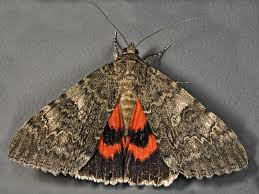 Attēlu rezultāti vaicājumam “Catocala nupta”