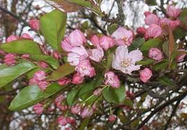 Attēlu rezultāti vaicājumam “Malus sylvestris”