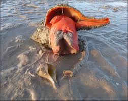 Image result for Triplofusus giganteus