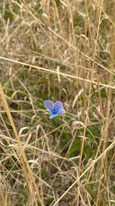 Attēlu rezultāti vaicājumam “Maculinea alcon upperside”