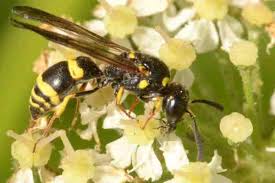 Attēlu rezultāti vaicājumam “Pammene rhediella”