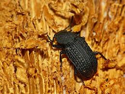 Attēlu rezultāti vaicājumam “Bolitophagus reticulatus imago”