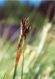 Attēlu rezultāti vaicājumam “Juncus squarrosus”