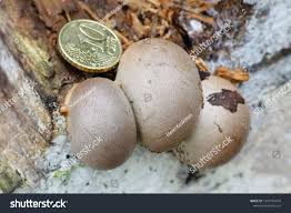 Attēlu rezultāti vaicājumam “Lycogala confusum”