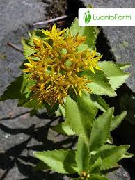 Attēlu rezultāti vaicājumam “Sedum aizoon”