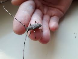 Attēlu rezultāti vaicājumam “Acanthocinus aedilis”