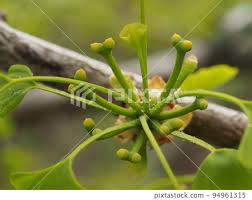 Attēlu rezultāti vaicājumam “Ginkgo biloba female flower”