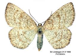 Attēlu rezultāti vaicājumam “Cabera exanthemata”