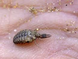 Attēlu rezultāti vaicājumam “Myrmeleontidae larva”