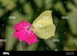 Attēlu rezultāti vaicājumam “Gonepteryx rhamni male”