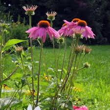 Attēlu rezultāti vaicājumam “Echinacea purpurea”