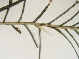 Attēlu rezultāti vaicājumam “Potamogeton rutilus”