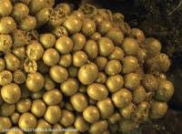 Attēlu rezultāti vaicājumam “Oligonema flavidum spores”