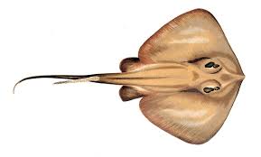 Image result for Dasyatis pastinaca