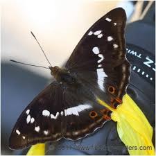 Attēlu rezultāti vaicājumam “Apatura iris female”