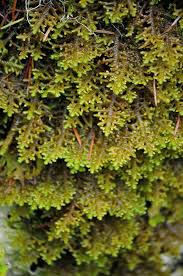 Attēlu rezultāti vaicājumam “Porella platyphylla macro”