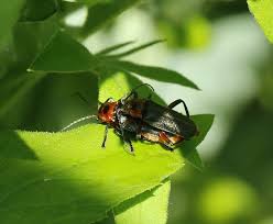 Attēlu rezultāti vaicājumam “Cantharis rustica imago”