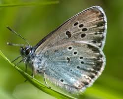 Attēlu rezultāti vaicājumam “Maculinea alcon underside”