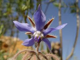 Attēlu rezultāti vaicājumam “Borago officinalis flower”