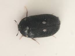 Attēlu rezultāti vaicājumam “Attagenus pellio”