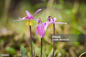 Attēlu rezultāti vaicājumam “Erythronium sibiricum flower”