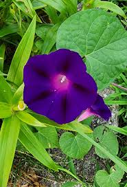 Image result for Ipomoea purpurea