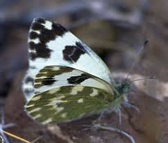 Attēlu rezultāti vaicājumam “Pontia edusa upperside”