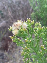 Attēlu rezultāti vaicājumam “Erigeron canadensis”