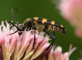 Attēlu rezultāti vaicājumam “Leptura quadrifasciata”