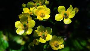 Attēlu rezultāti vaicājumam “Ranunculus lingua leaf”