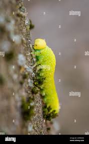 Attēlu rezultāti vaicājumam “Cimbex femoratus larva”