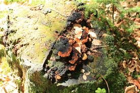 Attēlu rezultāti vaicājumam “Gloeophyllum odoratum”