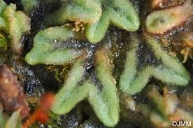 Attēlu rezultāti vaicājumam “Riccia glauca”