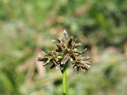 Attēlu rezultāti vaicājumam “Cyperus fuscus fruit”