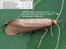 Attēlu rezultāti vaicājumam “Nematopogon sp.”