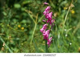 Attēlu rezultāti vaicājumam “Gladiolus imbricatus bud”